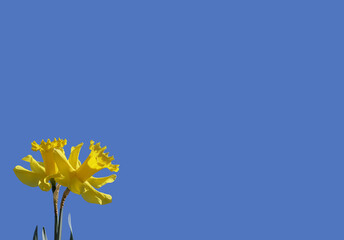 Beautiful Bunch of Yellow Daffodils with blue sky background with space for text and copy