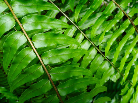 Fern leaf background green Nephrolepis exaltata plant fresh foliage granch park garden outdoor, nature growth natural meditation spa, environment ecosystem concept.