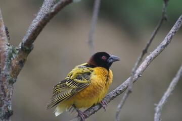 Le Tisserin gendarme