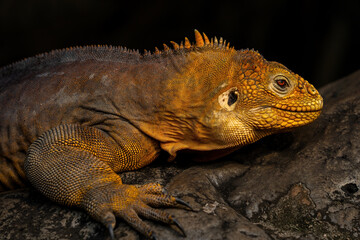 Galapagos Land Iguana (Conolophus subcristatus) is a very large species of lizard in the family Iguanidae.