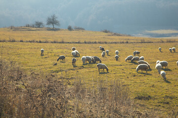 Fototapeta premium A sheeps in the field in autumn time.