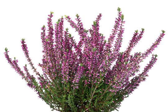 Purple flowering Erica plant close up on white background