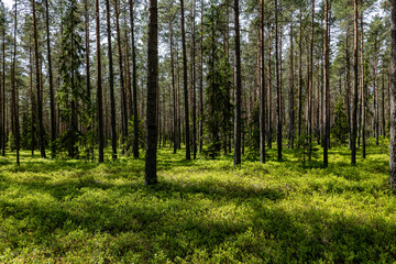 Fototapeta premium Pine tree landscape in spring