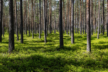 Fototapeta premium Pine tree landscape in spring