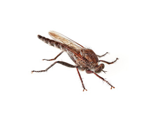 Asilidae. Robber flies on a white background. Asilids are insects with attitude. They are active...