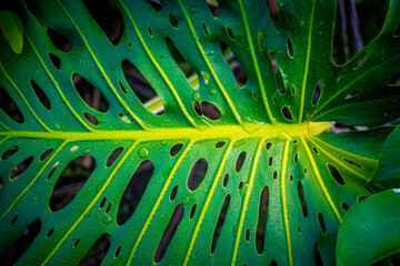 Close-up of a Monstera leaf, from the Monstera deliciosa or cheese plant