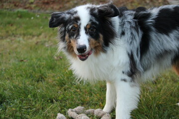 curious australian shepherd blue merle standing in the green autumn garden