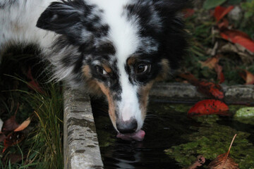 australian shepherd blue merle drinking water with fall leafes