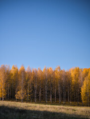 Beautiful autumn view of forest (woods) of Uppland, Sweden, near Uppsala, in a nice clear sunny day with blue sky. 