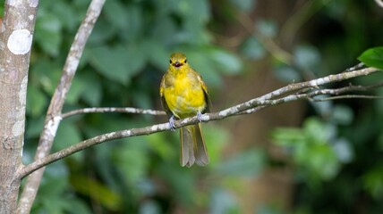 Yellow bird on a branch in a green forest