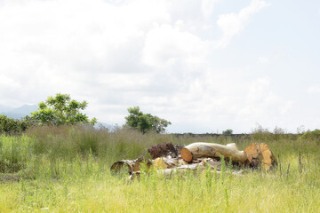 Landscape with a wood log lying on the grass