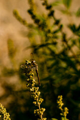 Close-up of a dragonfly on a flower, Summer mood, Greece, Crete 