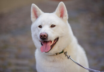 white husky dog portrait © Danylka