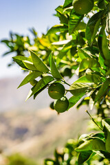 Growing limes on a tree in Greece, Crete, sunlight, warm, lime, citrus, lemon