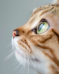 Bengal Cat Photos | Exotic and Playful Bengal Cats | High-Quality Pet Photography for Stock

