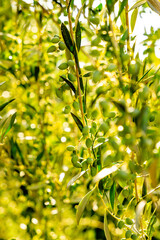 Obraz premium Olive tree, close-up of an olive branch in sunlight, summer Greece Crete