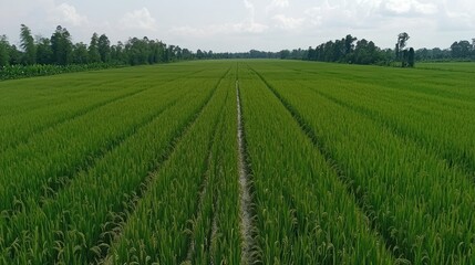 Naklejka premium Lush Green Rice Field Under Bright Sky with Well-Defined Rows of Growing Rice Plants and Distant Trees in Agricultural Landscape