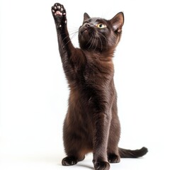 Cat kitten in motion pose transparent background