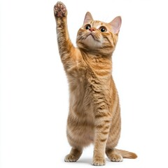 Cat kitten in motion pose transparent background