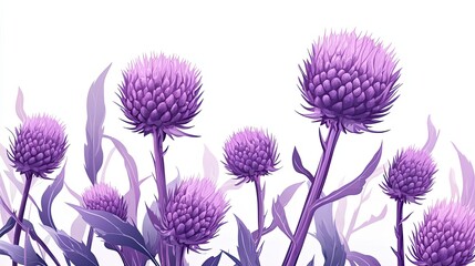 A cluster of purple thistle flowers and leaves on a white background.