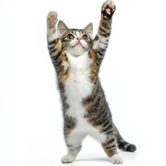 Cat kitten in motion pose transparent background