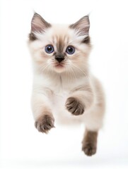 Cat kitten in motion pose transparent background