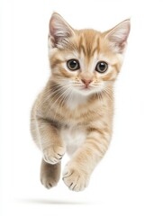 Cat kitten in motion pose transparent background