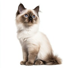 Cat kitten in motion pose transparent background
