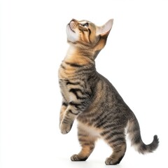 Cat kitten in motion pose transparent background