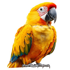 Fototapeta premium A Vibrant Yellow Macaw Parrot with Blue and Green Feathers Perched on a Transparent Background, Ready for Design and Illustration