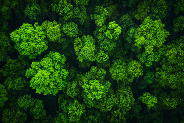 Naklejka premium A lush green forest with trees of various sizes. The trees are densely packed, creating a sense of depth and a feeling of being surrounded by nature. Concept of tranquility and serenity