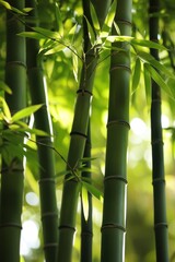Fototapeta premium Tranquil bamboo forest scene capturing nature's serenity and greenery New Zealand Flowers Week