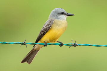 A bird known as the Tropical Kingbird ( Tyrannus melancholicus ) perched on barbed wire in garden.