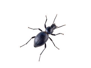 Black beetle on a white background. Tentyria is a genus of beetles in the family Tenebrionidae