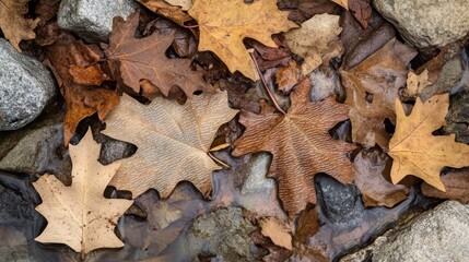 Fototapeta premium A close-up of autumn leaves scattered over stones near water.