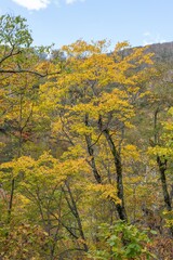 Fototapeta premium 紅葉の始まった山の風景