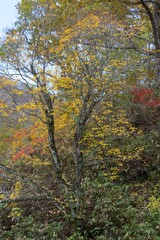 紅葉の始まった山の風景