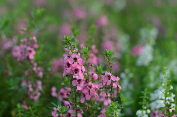 flowers in the garden