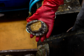 Korean seafood ingredients. fresh abalone