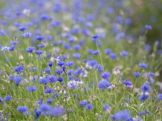 Obraz premium Vibrant field of blue cornflowers in bloom.