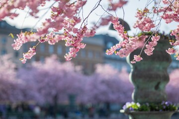 Fototapeta premium Cherry blossoms with cityscape background