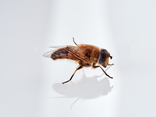 Common Drone Fly on a white background. Eristalis tenax