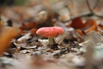 Russula mushroom with a red cap among fallen leaves