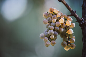 Green grapes on the vine ready for harvest.
