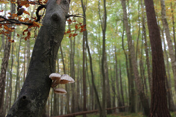 White inedible mushrooms grow on a tree against the background of an autumn forest