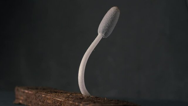 Coprinus comatus shaggy ink cap mushroom growing timelapse in studio lighting