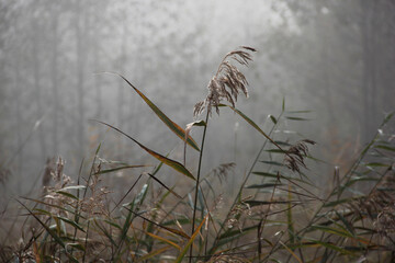 Obraz premium Reed against the background of an autumn forest in the fog
