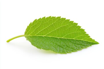 Fototapeta premium A single lettuce leaf on a white background