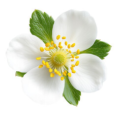 Delicate strawberry flower showcasing vibrant yellow stamens in spring garden