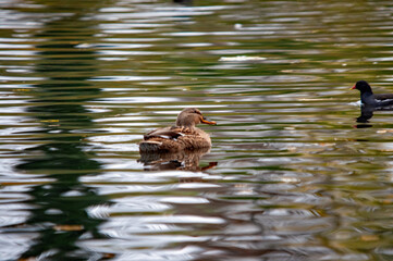 Weibliche Stockente schwimmt neben einem Teichhuhn